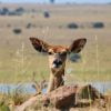 Nyala Antelope Mammal Nature  - polyfish / Pixabay