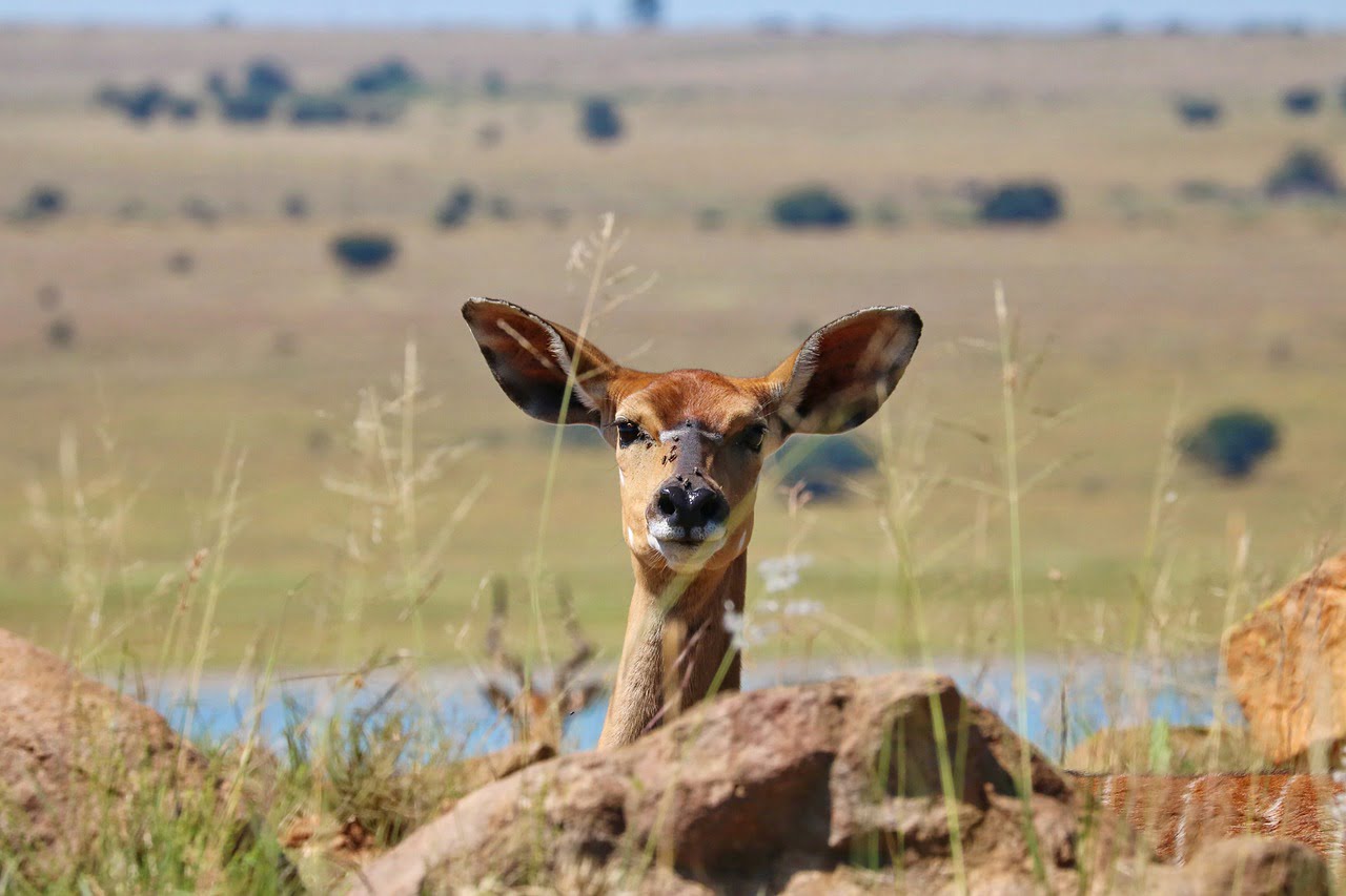 Nyala Antelope Mammal Nature  - polyfish / Pixabay