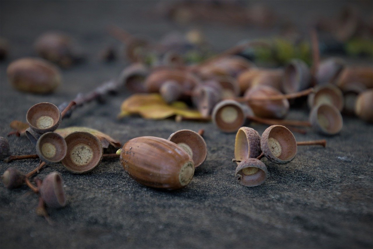 Oak Acorns Earth Floor Autumn  - pasja1000 / Pixabay