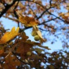 Oak Tree Leaves Autumn Fall  - dima06061324 / Pixabay
