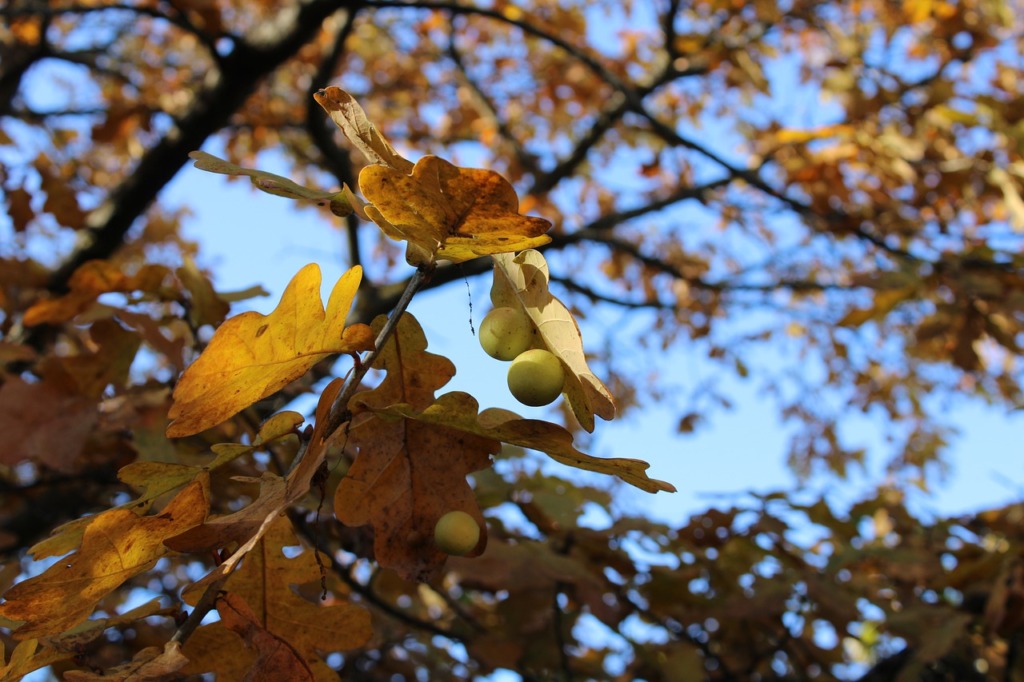 Oak Tree Leaves Autumn Fall  - dima06061324 / Pixabay