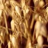 Oats Grains Field  - manfredrichter / Pixabay