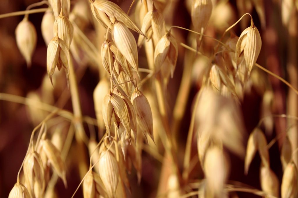 Oats Grains Field  - manfredrichter / Pixabay