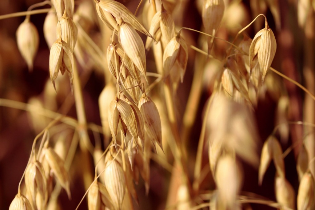 Oats Grains Grain Spike Oat Field  - manfredrichter / Pixabay