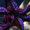 Octopus Sea Animal Species Marine  - makabera / Pixabay