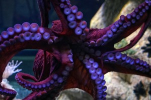 Octopus Sea Animal Species Marine  - makabera / Pixabay