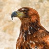 Of Prey Eagle Eagle Savannah Eagle  - Couleur / Pixabay