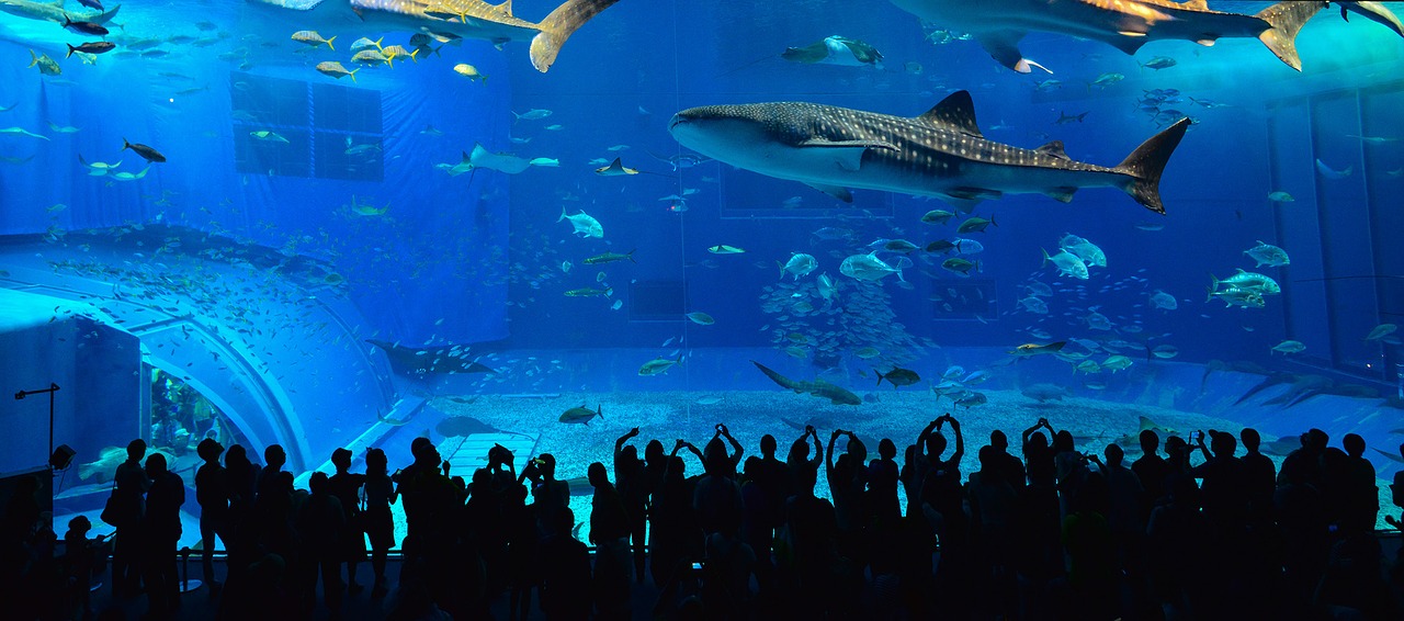 Okinawa Kuroshio The Whale Shark  - HQM60606 / Pixabay