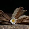 Old Book Book Daisy Flower  - ulleo / Pixabay