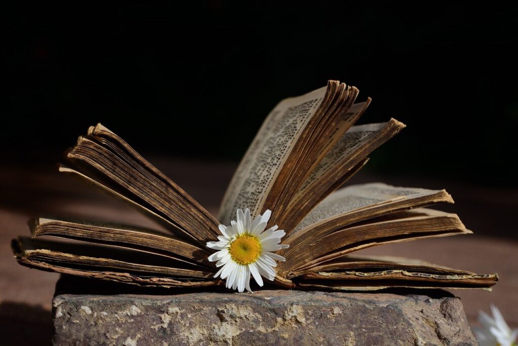 Old Book Book Daisy Flower  - ulleo / Pixabay