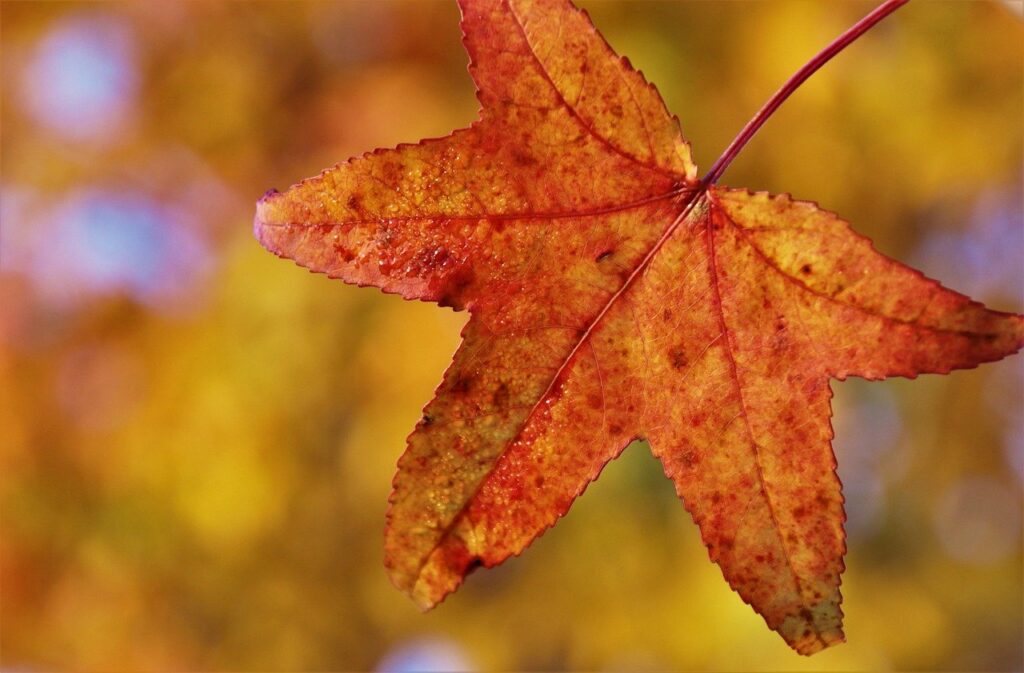 Orange Clone Foliage Autumn Wet  - pasja1000 / Pixabay