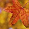 Orange Clone Foliage Autumn Wet  - pasja1000 / Pixabay