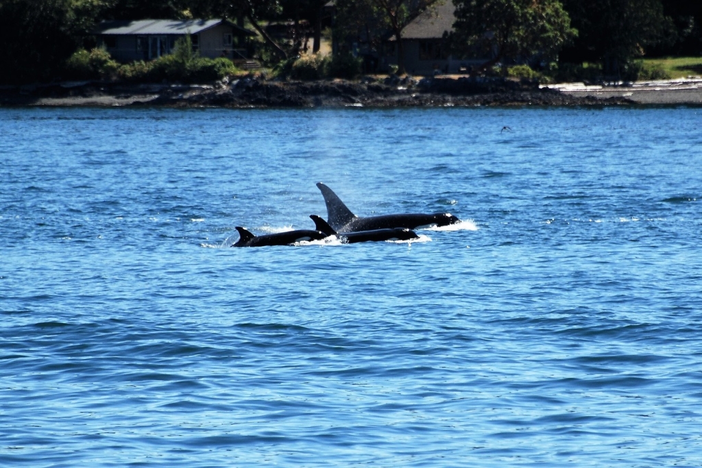 Orca Wal Killer Whale Killer Ocean  - Nature-Pix / Pixabay