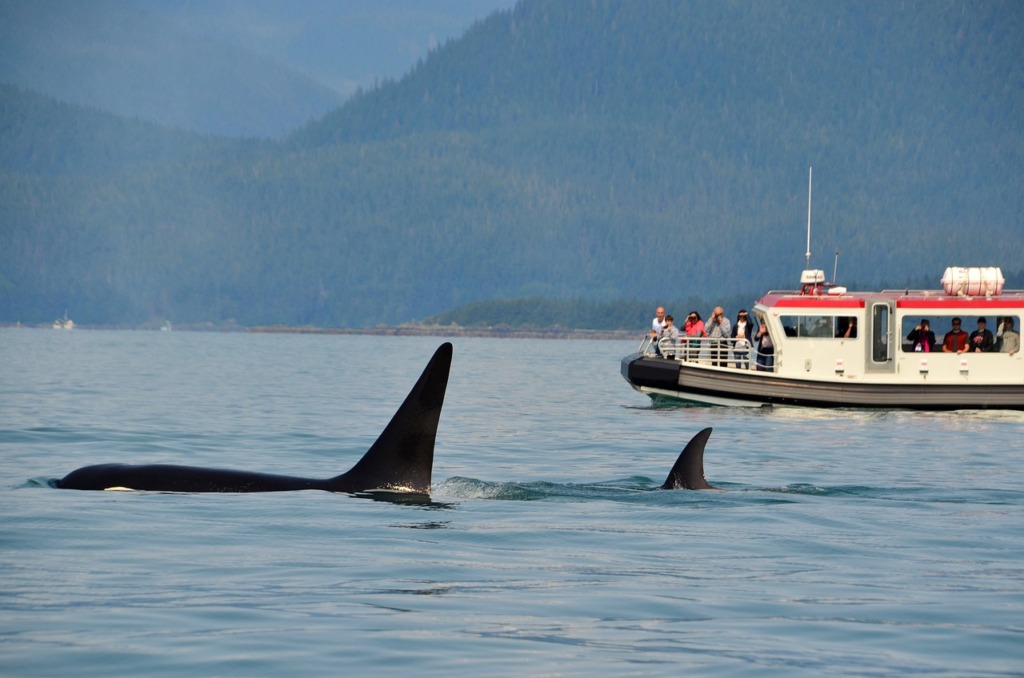 Orcas Killer Whales Whale Watching  - wolfganglucht / Pixabay
