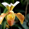 Orchid Yellow And Beige Plants  - GAIMARD / Pixabay