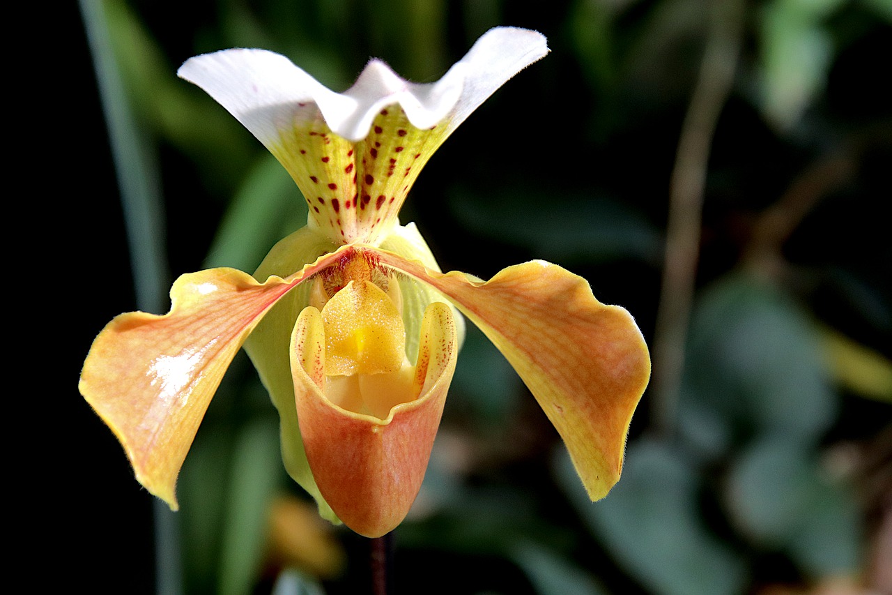 Orchid Yellow And Beige Plants  - GAIMARD / Pixabay