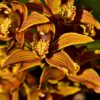 Orchids Flowers Plant  - suresh7076 / Pixabay