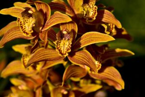 Orchids Flowers Plant  - suresh7076 / Pixabay