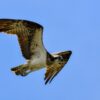 Osprey Bird Flight Wings Fly  - Johnnys_pic / Pixabay