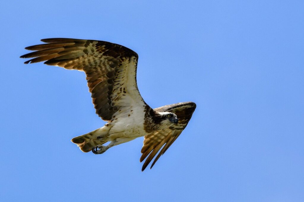 Osprey Bird Flight Wings Fly  - Johnnys_pic / Pixabay