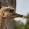 Ostrich Ave Peak Animals  - Walter_Navarro / Pixabay