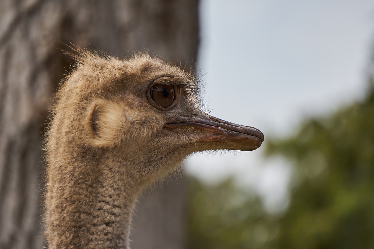 Ostrich Ave Peak Animals - Walter_Navarro / Pixabay