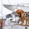 long-coated brown dog on white boat