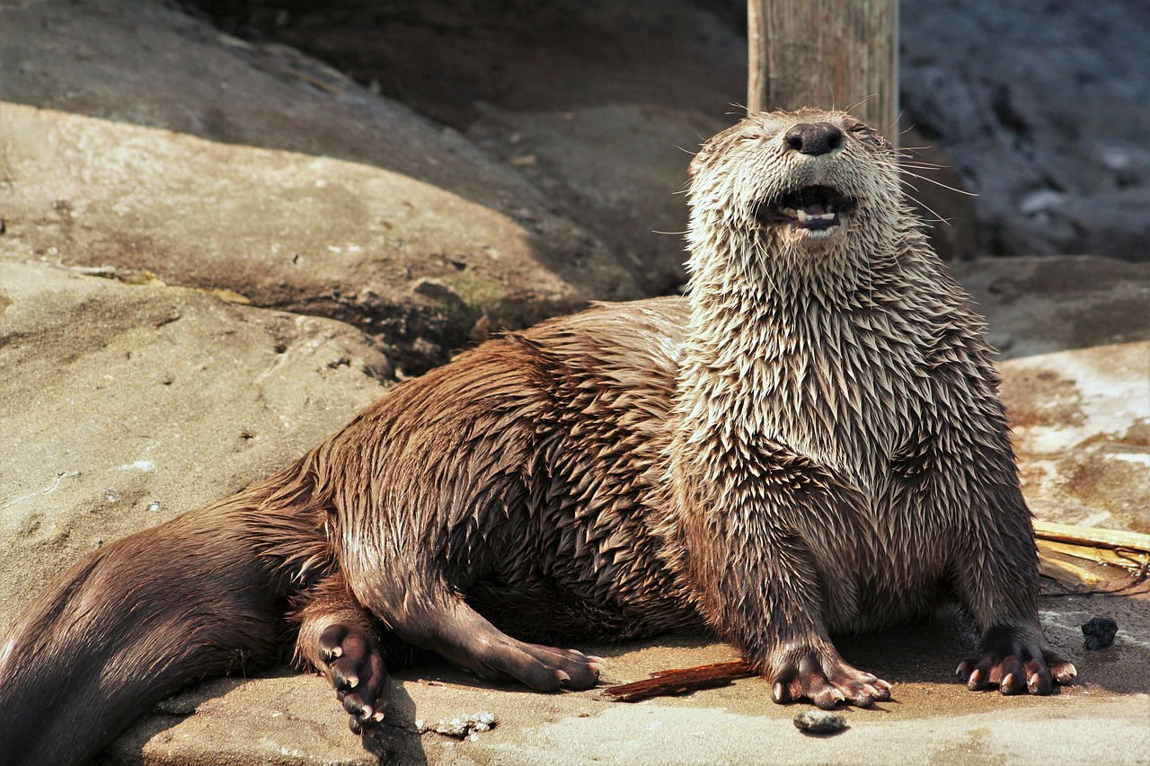 Otter Smiling Mammal Wildlife - u_ohk82lu4 / Pixabay