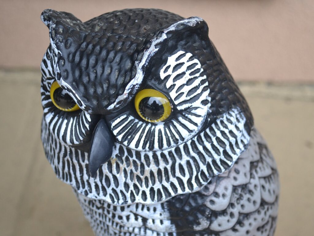 Owl Fake Statue Plastic Decoy  - Bev / Pixabay