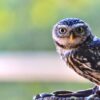 Owl Perched Bird Raptor  - michel78250 / Pixabay