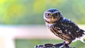 Owl Perched Bird Raptor  - michel78250 / Pixabay