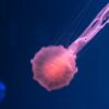 pink jellyfish underwater