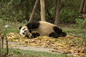 Panda Lying Down Giant Panda  - Colin_Guan / Pixabay