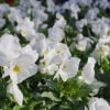 Pansy Flower White Spring Garden  - May_hokkaido / Pixabay