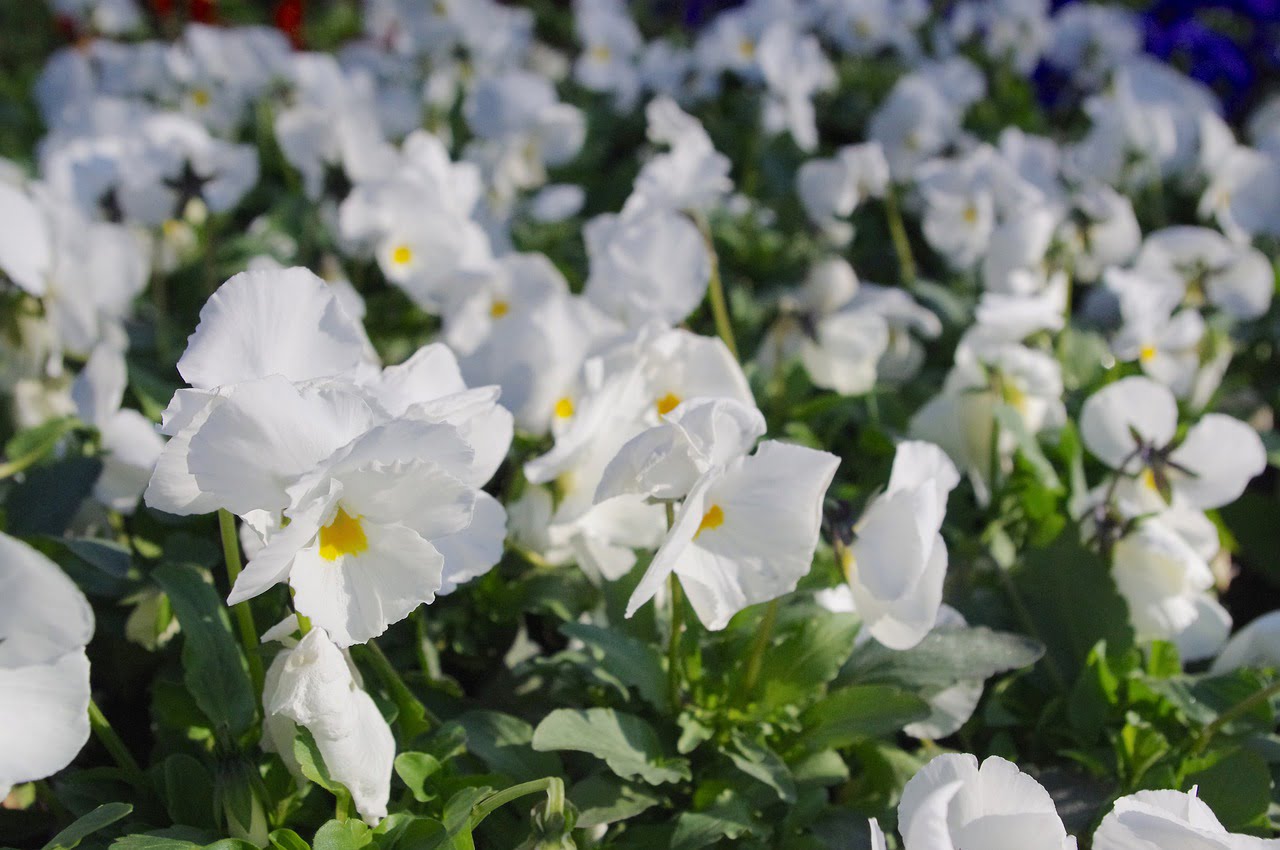 Pansy Flower White Spring Garden  - May_hokkaido / Pixabay