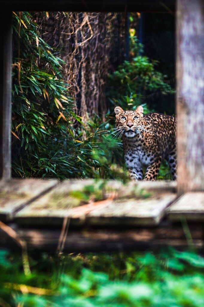 Panther Leopard Jaguar Puma Animal  - Sammy-Williams / Pixabay
