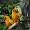 Parrots Birds Lorikeet Feathers  - hanlorsc / Pixabay