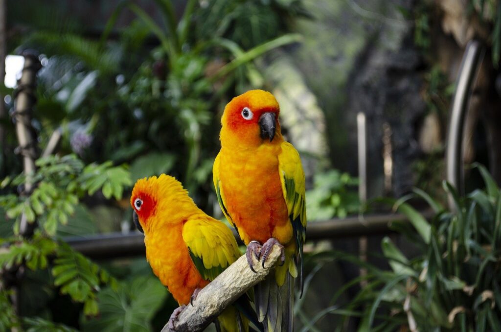 Parrots Birds Lorikeet Feathers  - hanlorsc / Pixabay