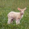Passover Animal Sheep Easter Cute  - sphotoedit / Pixabay