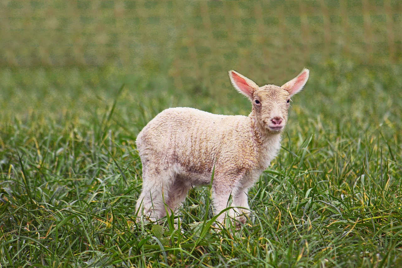 Passover Animal Sheep Easter Cute - sphotoedit / Pixabay