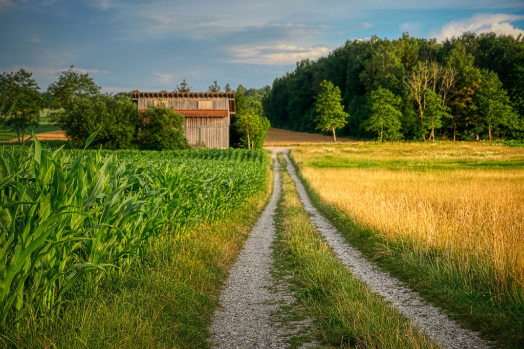 Path Cornfield Harvest Time Forest  - fietzfotos / Pixabay