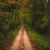 Path Trees Leaves Man Trail Fall  - JoshuaWoroniecki / Pixabay