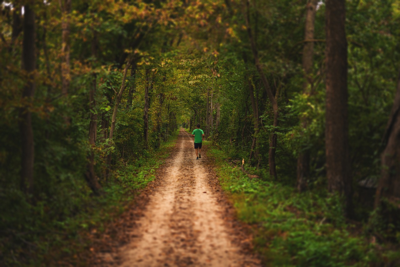 Path Trees Leaves Man Trail Fall - JoshuaWoroniecki / Pixabay