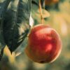 Peach Fruit Tree Plant Leaves  - IdaT / Pixabay