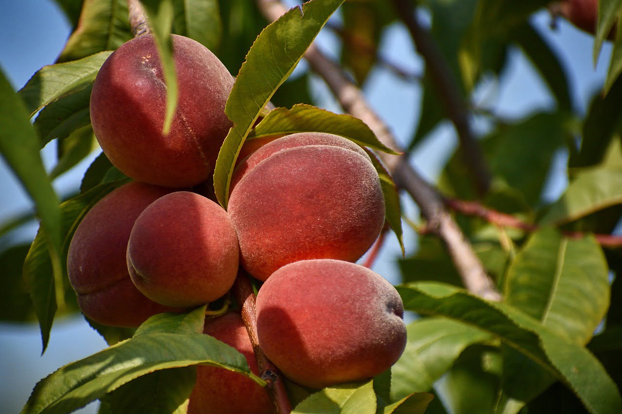 Peach Tree Fruit Mature Garden - Frantisek_Krejci / Pixabay