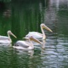 Pelicans Birds Pond White Pelicans  - Lancier / Pixabay