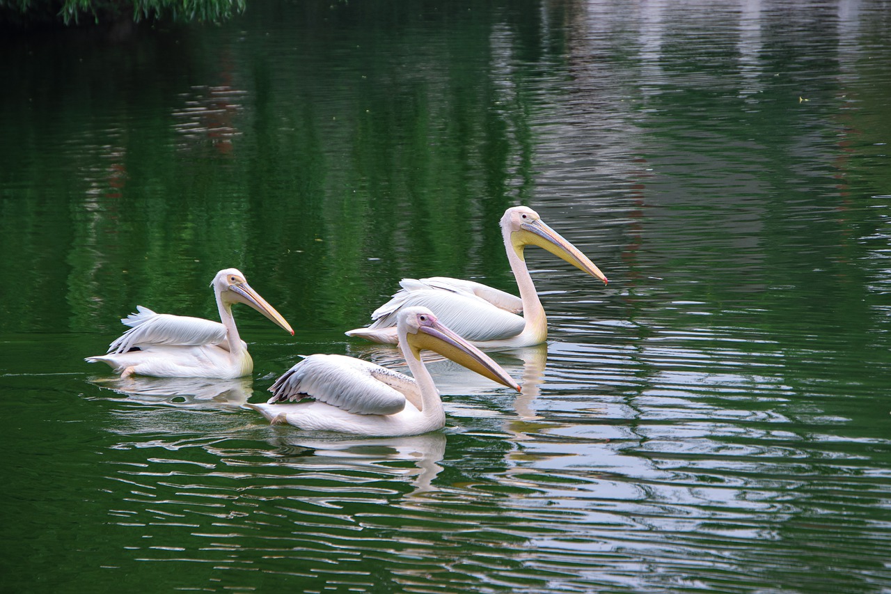 Pelicans Birds Pond White Pelicans - Lancier / Pixabay