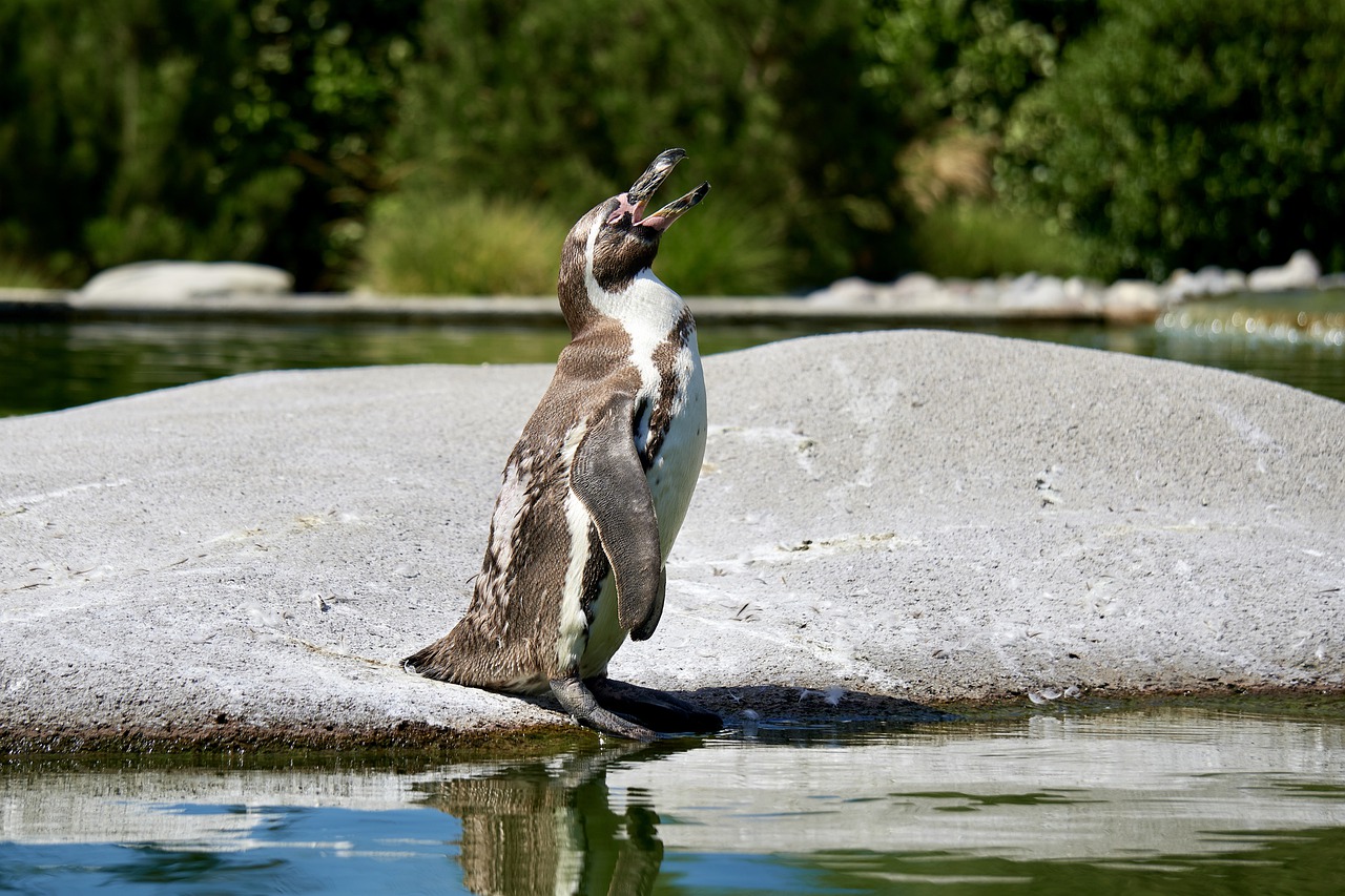Penguin Animal Bird Cute  - errohr / Pixabay