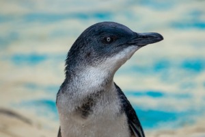 Penguin Bird Animal Plumage  - Storme22k / Pixabay