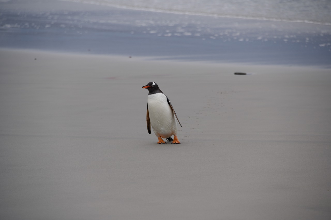 Penguin Falkland Nature Bird  - spalla67 / Pixabay